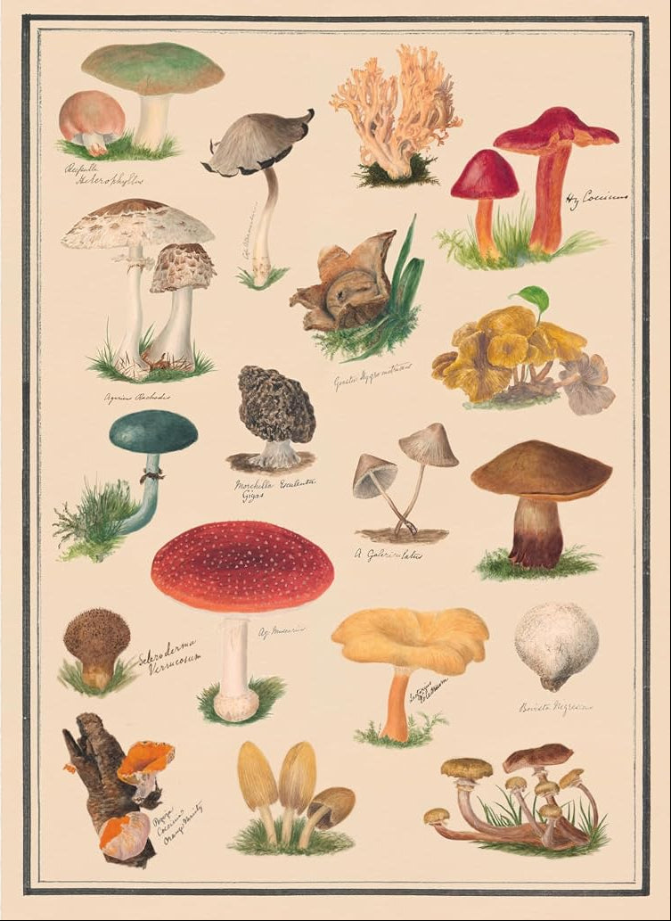 The Collage Compendium