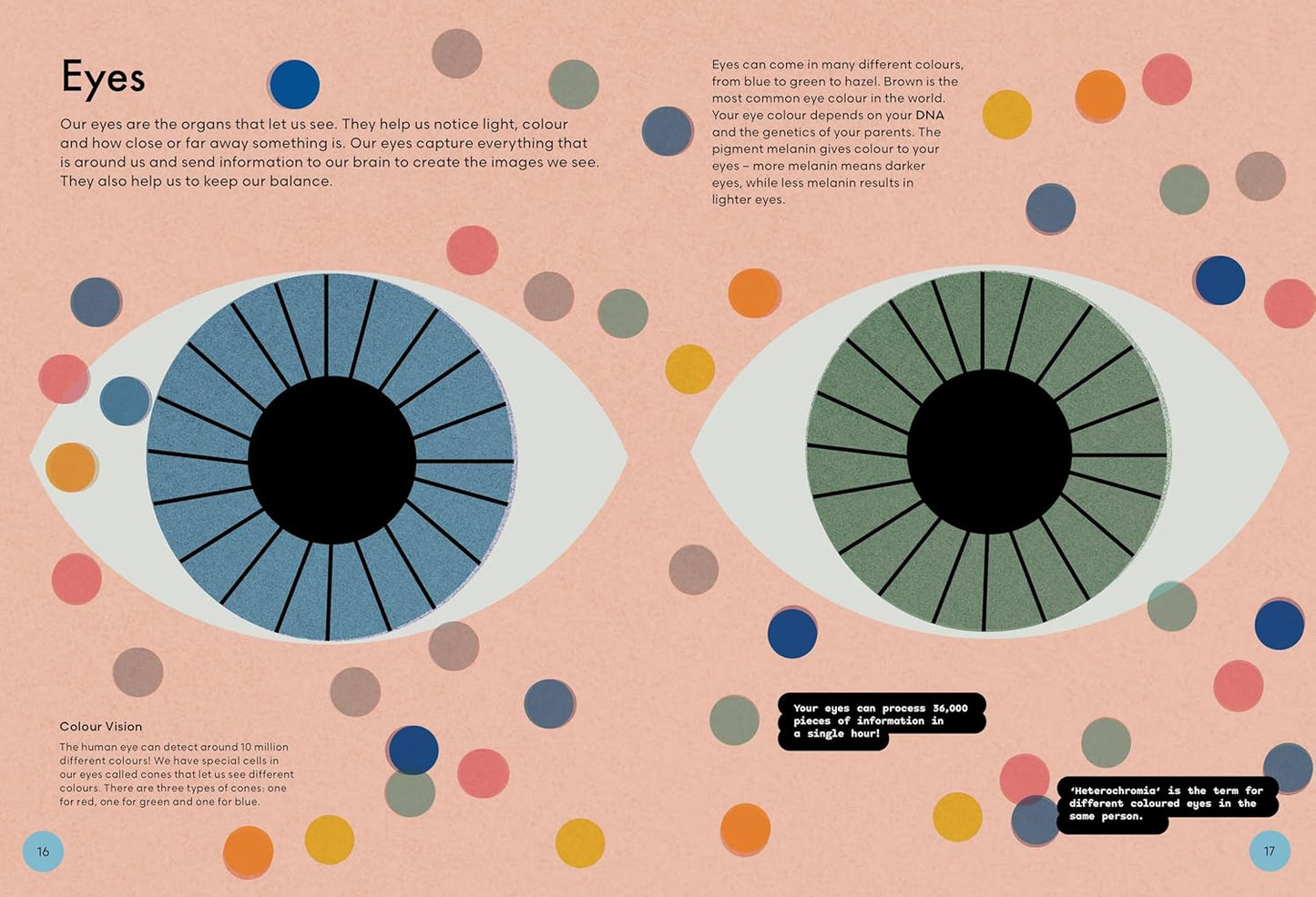 Head To Toe: An Introduction to the Human Body