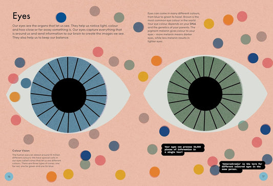 Head To Toe: An Introduction to the Human Body